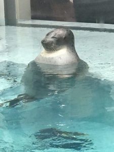 水族館のアザラシ